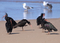 Gewoon op het strand