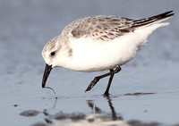 De Drieteenstrandloper