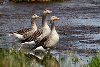 Grauwe Gans - Greylag Goose - Anser anser