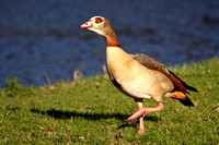 Nijlgans - Egyptian Goose - Alopochen aegyptiacus