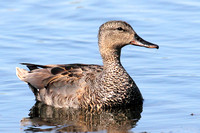 Krakeend - Gadwall - Anas strepera