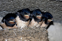 Boerenzwaluw - Swallow - Hirundo rustica