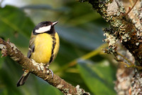 Koolmees - Great Tit - Parus major