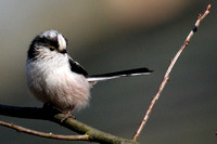 Staartmees - Long-tailed Tit - Aegithalos caudatus