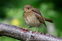 Jonge Roodborst
