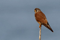 Torenvalk