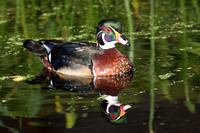 Exoot in de polder