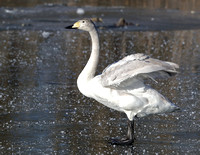 Wilde Zwaan - Whooper Swan - Cygnus cygnus