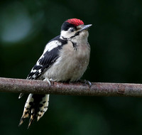 De juveniele Grote Bonte Specht