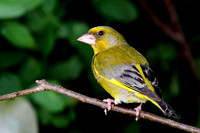 Groenling - Western Greenfinch - Carduelis chloris
