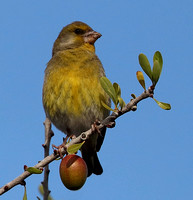 Groenling