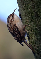 Boomkruiper - Short-toed Treecreeper - Certhia brachydactyla