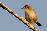 Graszanger - Zitting cisticola - Cisticola juncidis