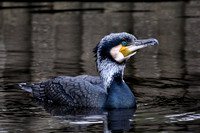 Aanscholver - Great Cormorant - Phalacrocorax carbo sinensis