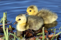 Lente