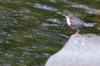 In Roemenie
