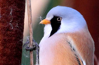 Baardman - Bearded Reedling - Panurus biarmicus