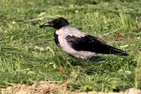 Bonte Kraai - Hooded Crow - Corvus cornix