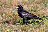 Roek - Rook - Corvus frugilegus