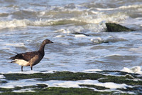 Rotgans aan zee